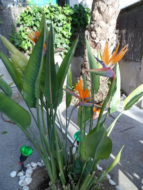 מלון פגוארה Celo Garden